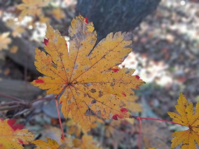 Ветер крепчает: Приморье держит курс на прохладу без осадков. - PRIMPRESS, 07.11.2025