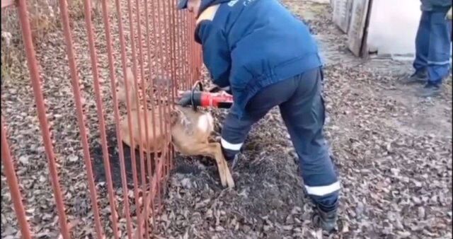 В приморском городе организовали спасательную операцию для косули В приморском городе организовали спасательную операцию для косули - PRIMPRESS, 07.11.2025