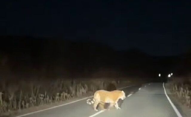 «Тигриный террор» в Шкотовском округе продолжается три недели - PRIMPRESS, 08.11.2025