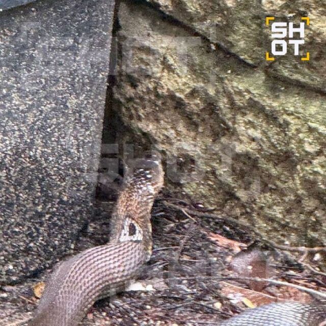 Смертельная угроза на курорте: королевская кобра заползла в элитный отель с россиянами - PRIMPRESS, 09.11.2025