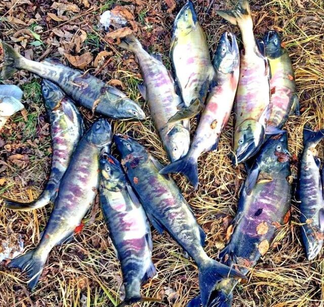 Приморских браконьеров оставили без красной рыбы ради леопардов - PRIMPRESS, 11.11.2025