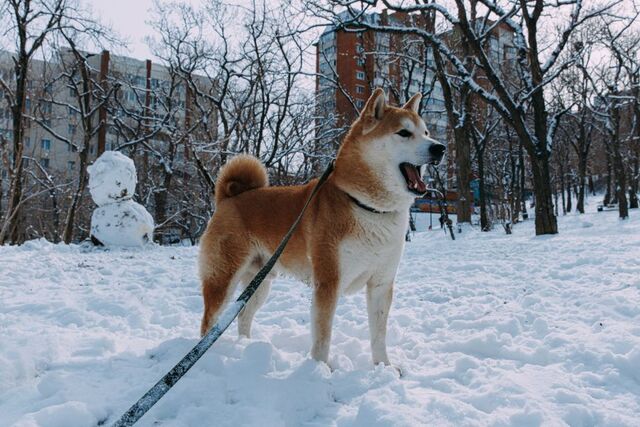 Приморье попадёт под удар китайского циклона в выходные: подробный прогноз - PRIMPRESS, 12.11.2025