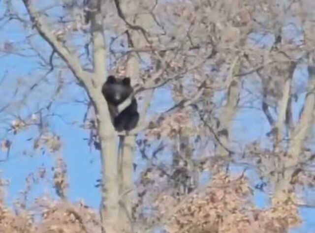 Медведь устроил наблюдательный пост на дереве в Приморье Медведь устроил наблюдательный пост на дереве в Приморье - PRIMPRESS, 15.11.2025