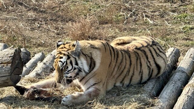 Тигр перегородил дорогу таможенникам в Приморье - PRIMPRESS, 16.11.2025