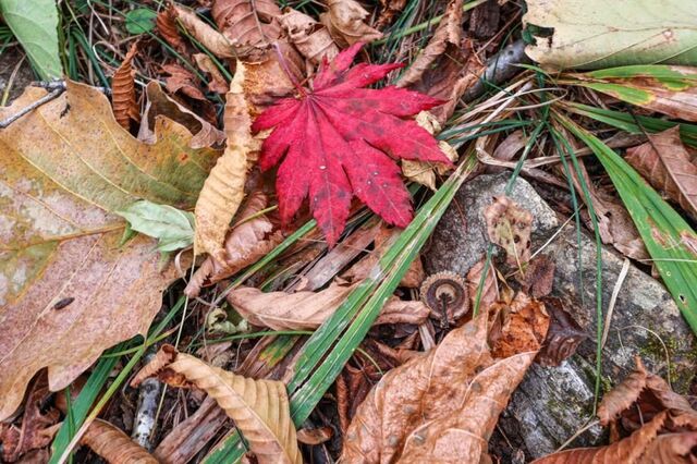 Осень не сдается: в Приморье снова потеплеет - PRIMPRESS, 19.11.2025