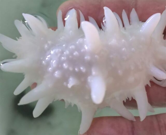 Белый «комочек» из глубин: в Приморье найдено необычное морское животное Белый «комочек» из глубин: в Приморье найдено необычное морское животное - PRIMPRESS, 19.11.2025