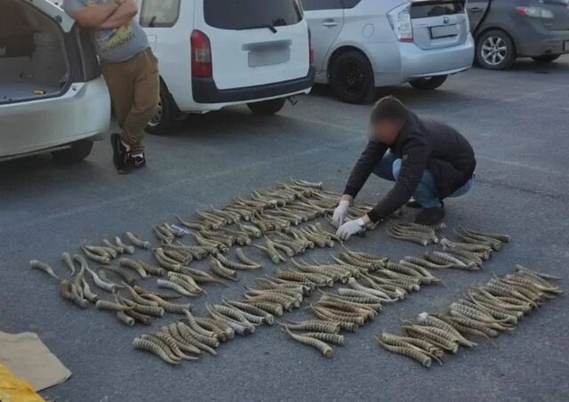 Браконьеры попались с огромным грузом рогов краснокнижного сайгака - PRIMPRESS, 19.02.2026