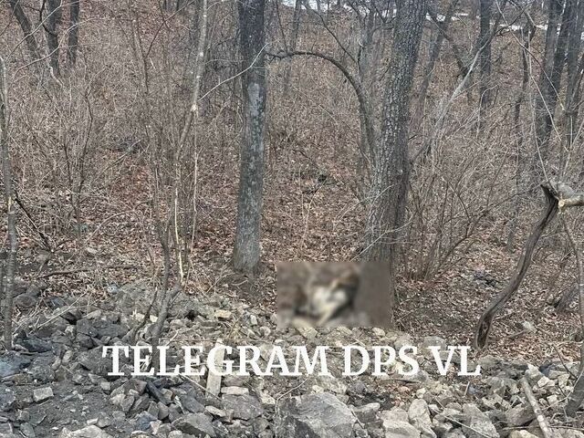 Шесть собак убиты неизвестными на окраине Владивостока - PRIMPRESS, 23.02.2026