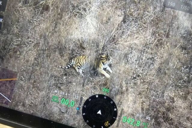 Автомобиль сбил амурского тигра на трассе в Приморье - PRIMPRESS, 06.03.2026