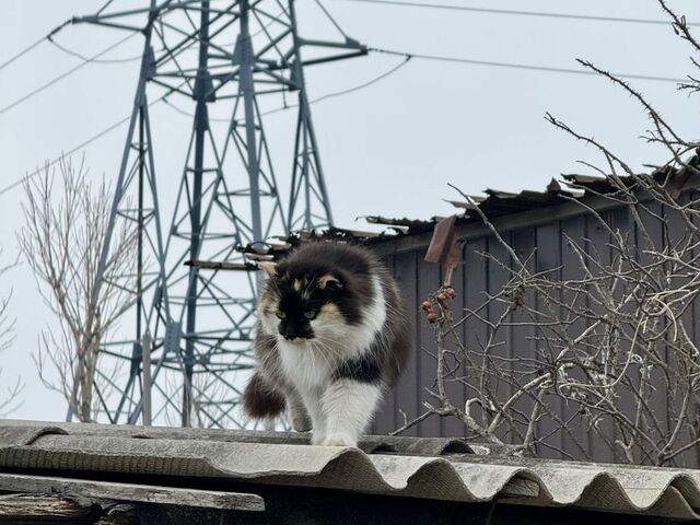 Снег вернется в Приморье уже в середине недели - PRIMPRESS, 07.03.2026