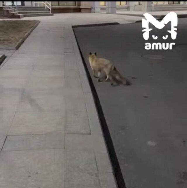 «Приходит по расписанию»: возле кампуса ДВФУ во Владивостоке поселился лисёнок-сирота - PRIMPRESS, 08.03.2026