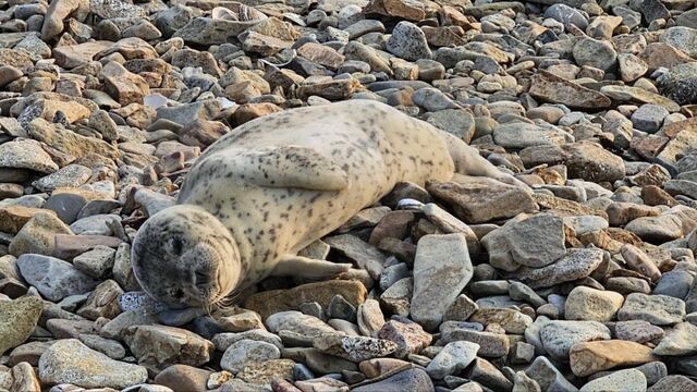 Ослабленного тюленёнка нашли на побережье Владивостока - PRIMPRESS, 14.03.2026