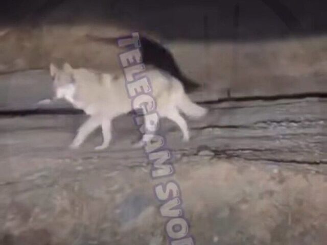 Мало нам было тигров: волк или очень большая собака напугала жителей Приморья Мало нам было тигров: волк или очень большая собака напугала жителей Приморья - PRIMPRESS, 14.03.2026