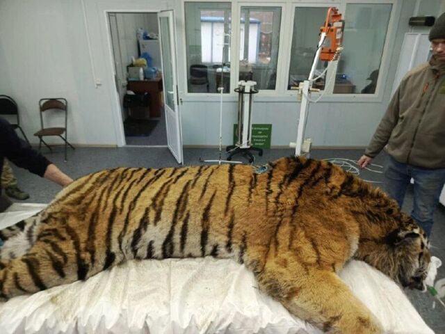 Специалисты выяснили, что случилось с тигром, напавшим на охотника в Приморье - PRIMPRESS, 14.03.2026