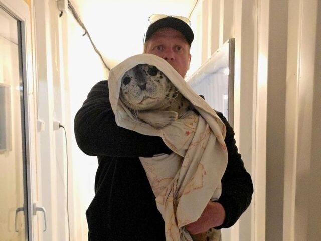 Сразу два новых ластоногих пациента поступили в центр реабилитации в Приморье - PRIMPRESS, 24.03.2026