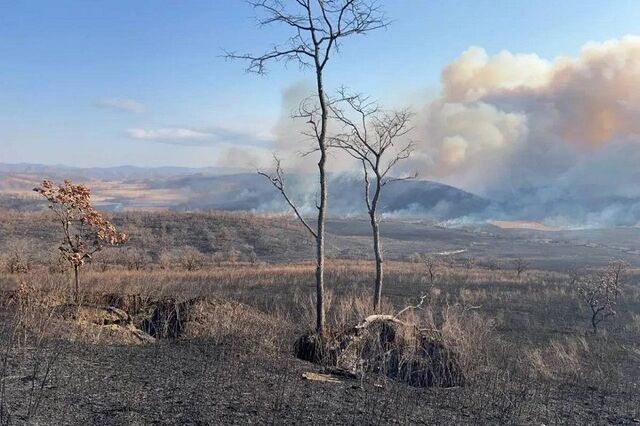 Тысячи гектаров Хасанского округа Приморья выгорали четыре дня - PRIMPRESS, 24.03.2026