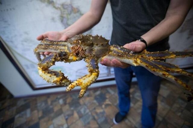 Ртуть в товаре и на складах: в Приморье проверили партию краба весом свыше 76 тонн - PRIMPRESS, 26.03.2026