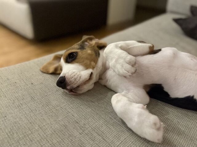 Доставщик с газовым пистолетом напал на женщину с собакой во Владивостоке - PRIMPRESS, 28.03.2026