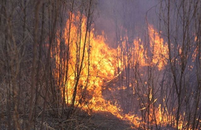 Десятки гектаров выгорели за сутки в разных районах Приморья - PRIMPRESS, 29.03.2026