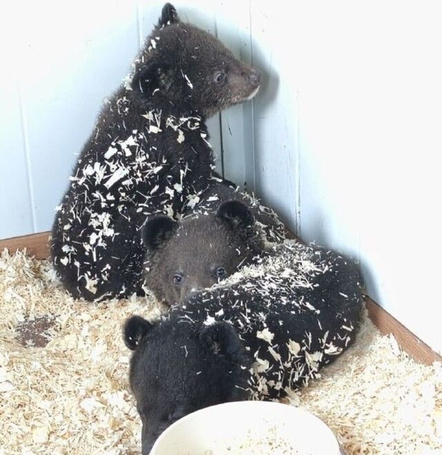 Сразу четверых медвежат выхаживают в Приморье - PRIMPRESS, 31.03.2026