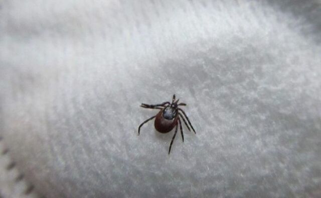 Активность клещей в Приморье растет - PRIMPRESS, 02.04.2026