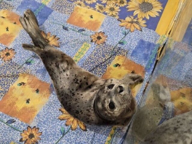 Приморские специалисты впервые за 20 лет нашли у тюленя сухопутных клещей - PRIMPRESS, 02.04.2026