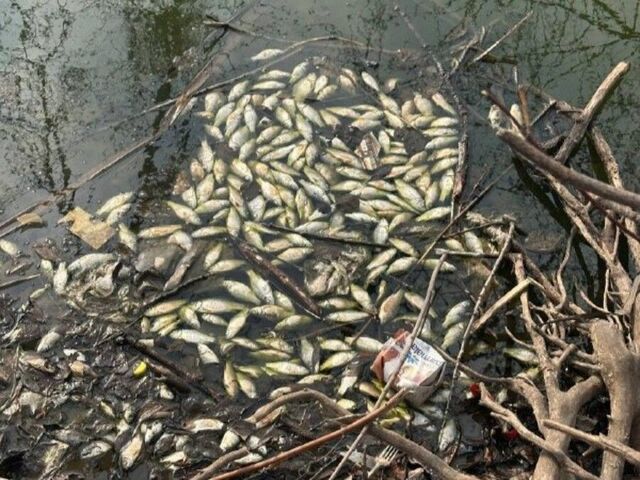 Экологическая катастрофа: массовая гибель рыбы расследуется в Партизанске - PRIMPRESS, 03.04.2026