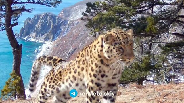 Самого дальневосточного в мире леопарда сняли на фоне морских пейзажей - PRIMPRESS, 10.04.2026