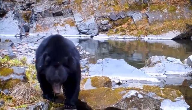 Медведь-засоня попал в фотоловушку в Приморье - PRIMPRESS, 12.04.2026