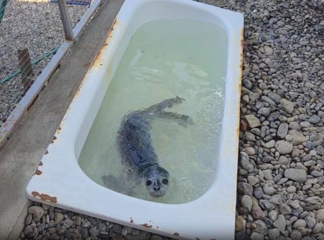 Специалисты приморского центра провели обследование одного из тюленей и приняли нового пациента - PRIMPRESS, 13.04.2026