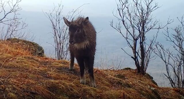 Уникальные кадры редчайшего животного получили в Приморье - PRIMPRESS, 14.04.2026