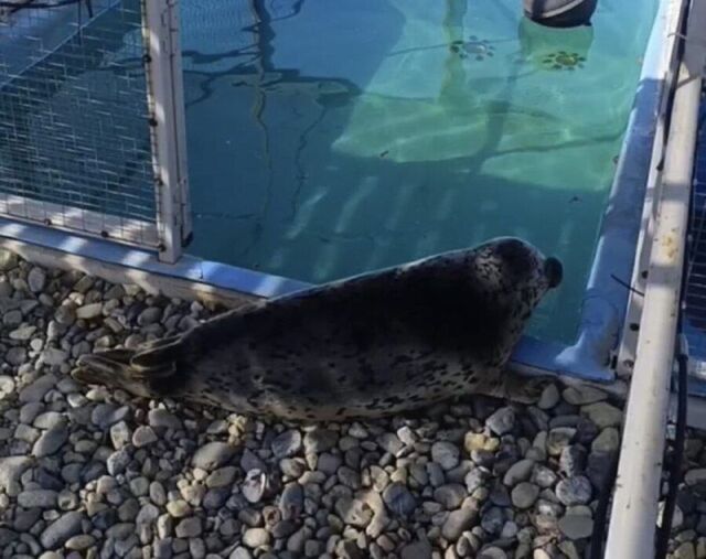 Спасенный тюлень из Приморья готовится вернуться в дикую природу - PRIMPRESS, 16.04.2026