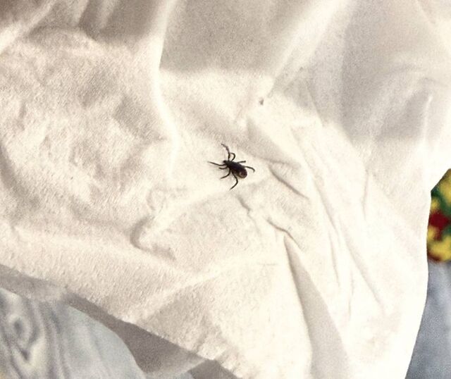 Почти три сотни приморцев уже стали жертвами клещей - PRIMPRESS, 16.04.2026