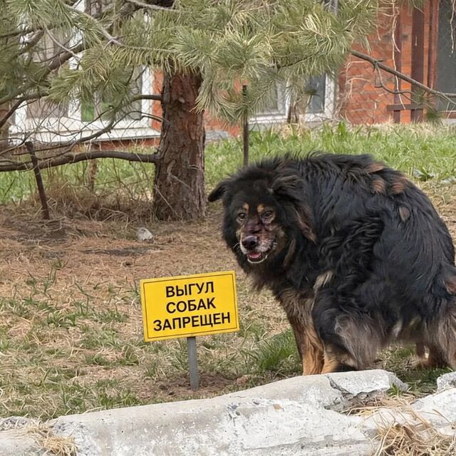 «Мы убираем мусор, а нас выгоняют!»: собачники Второй Речки во Владивостоке возмущены запретом на выгул питомцев - PRIMPRESS, 17.04.2026