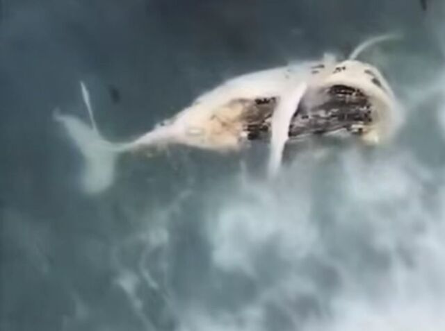 Гигантский кит разлагается у берега в Приморье - PRIMPRESS, 28.04.2026