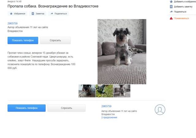 «Верните Филю»: семья из Приморья пятый месяц ищет цвергшнауцера, сбежавшего за собаками - PRIMPRESS, 26.05.2026