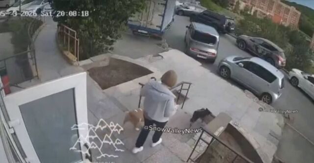 «Некомфортно в наморднике»: бойцовская собака растерзала йорка во Владивостоке - PRIMPRESS, 29.05.2026