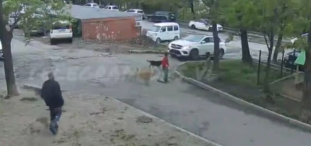 Стая агрессивных собак устроила «охоту» на ребёнка во Владивостоке - PRIMPRESS, 29.05.2026