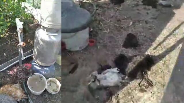 Кровавое нападение: стая собак оставила садовода без хозяйства в Соловей-Ключе - PRIMPRESS, 03.06.2026