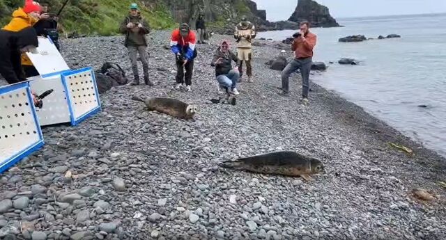 Последние спасенные тюлени вернулись в море в Приморском крае - PRIMPRESS, 21.06.2026