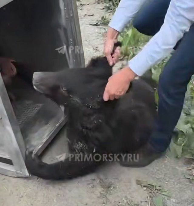 Приплывшую во Владивосток молодую медведицу вернут в тайгу - PRIMPRESS, 01.07.2026
