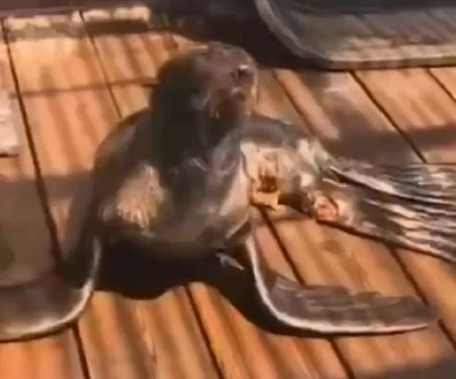 Морской котик стал жертвой акулы в Приморье, но спасся Морской котик стал жертвой акулы в Приморье, но спасся - PRIMPRESS, 01.07.2026