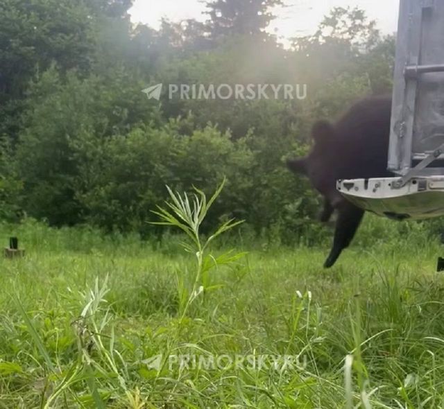Пойманную во Владивостоке медведицу выпустили обратно в тайгу - PRIMPRESS, 02.07.2026