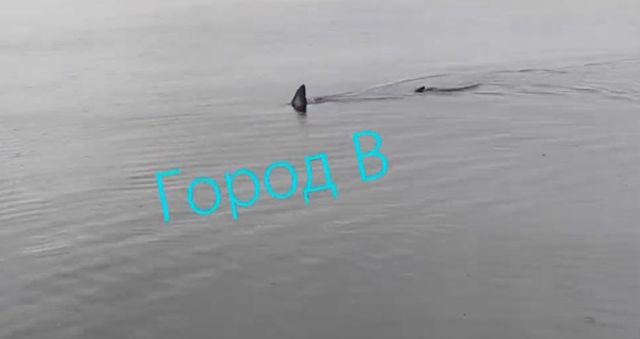 Огромную акулу Мако заметили возле Большого Камня и сняли на видео - PRIMPRESS, 14.07.2026