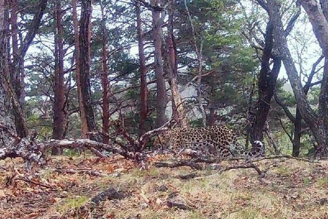 Редкая кошка расширила свой ареал обитания в Приморье - PRIMPRESS, 21.07.2026
