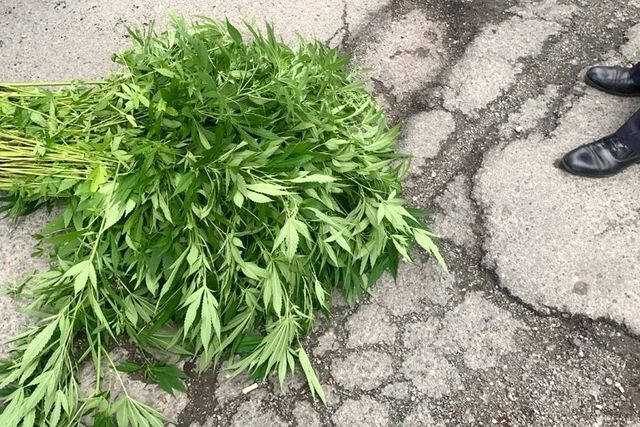 Трава у дома: двор девятиэтажки во Владивостоке зарос коноплёй - PRIMPRESS, 29.07.2026