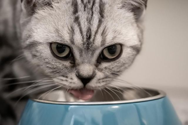 Можно смело брать — он из мяса: Роскачество назвало лучшие марки корма для животных - PRIMPRESS, 05.09.2026