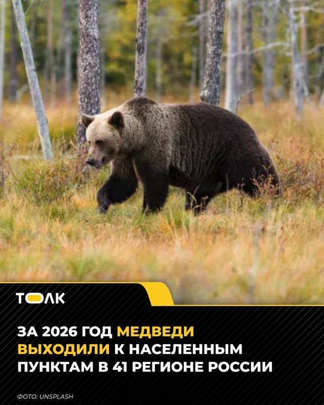 Медведи выходили к людям более чем в 40 регионах России в 2026 году - ТОЛК, 12.09.2026