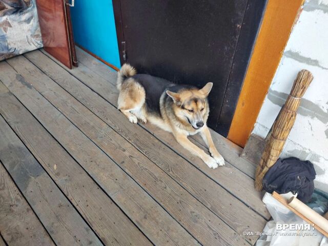 Нижегородских ветеринаров стали наказывать за использование адреналина в лечении животных - Региональное информационное агентство «Время Н», 24.02.2026