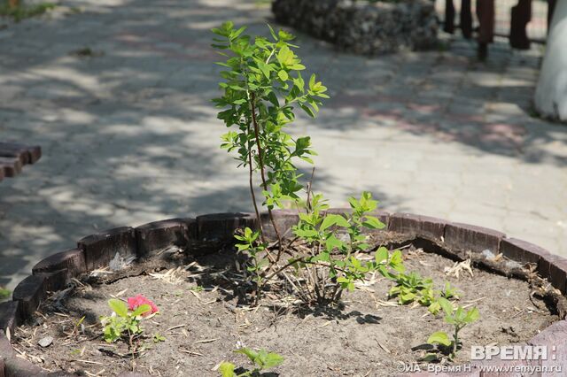 Деревья продолжат высаживать вдоль центральных дорог в Нижнем Новгороде в этом году - Региональное информационное агентство «Время Н», 04.03.2026